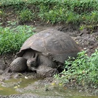 Galápagos: Giant Tortoise Reserve