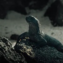 Galápagos: Las Bachas