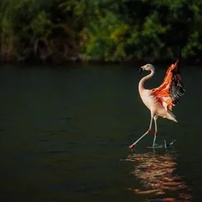 Galápagos: Rábida